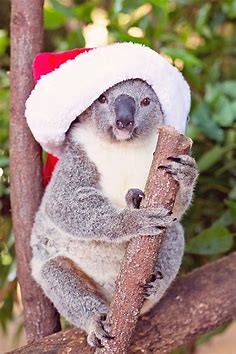 Australian Animals Christmas Images