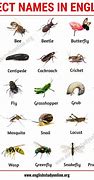 Image result for Types of Insects Bugs