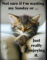 Image result for Sunday Morning Cat