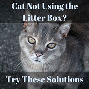 Image result for Cat Not Using Litter Box