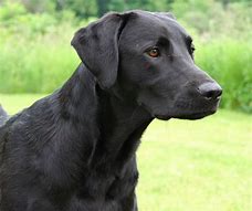 Image result for Dog Quotes About Black Labs