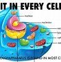 Image result for Membrane Tension