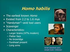 Image result for Homo Habilis Erectus