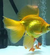 Image result for Yellow Goldfish