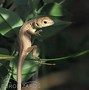 Image result for Dark Green Lizard