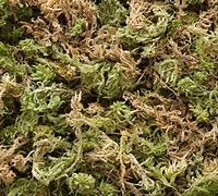 Image result for Sphagnum Moss