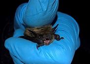 Image result for Small Brown Bat