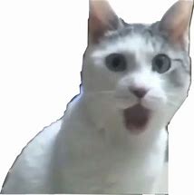 Image result for Grammar Cat Meme