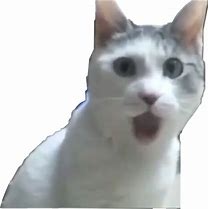 Image result for Google Cat Meme