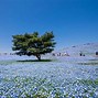 Image result for Facts About Hitachi Seaside Park