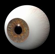 Image result for Animal Eye 3D Model Free