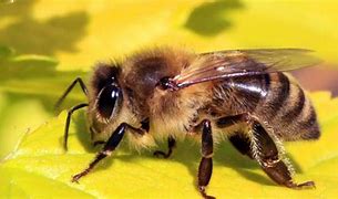 Image result for Otrovne Pčele