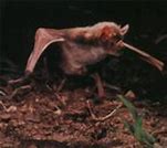 Image result for Bat Species and There Names