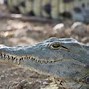 Image result for Alligator versus Crocodile