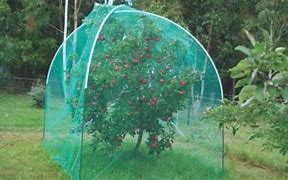 Image result for Dwarf Apple Trees