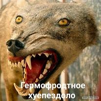 Image result for Taxidermy Wolf Meme