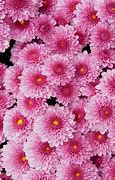 Image result for Pink Floral Wallpaper
