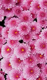Image result for Free Wallpaper for iPhone Flowers