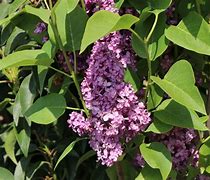 Image result for Syringa vulgaris Charles Joly