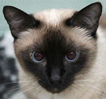 Image result for Siamese Cat Face