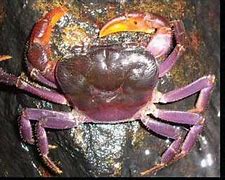 Image result for Purple Crab Species