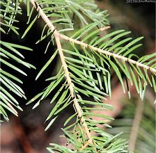 Image result for Abies concolor Kings Gap