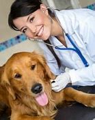 Image result for Veterinarians Near Me