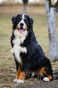 Image result for big dogs breed