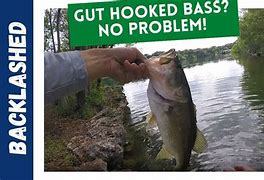 Image result for Gut Hook Bass