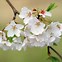 Image result for Japanese Cherry Blossom Wallpaper