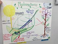 Image result for Photosynthesis 6th Grade Science