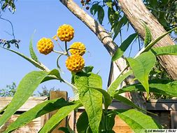 Bildergebnis für Buddleja globosa