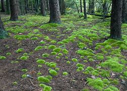 Image result for Pincushion Moss Floor