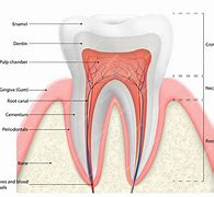 Image result for Tooth Enamel and Dentin
