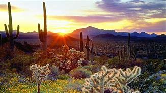 Image result for Sonoran Desert Wallpaper