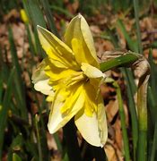 Image result for Narcissus Tricollet