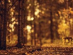 Image result for iPhone X Nature Wallpaper