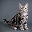 Image result for Cat Gray Front View