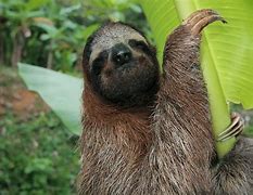 Image result for Three Toed Tree Sloth