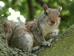Image result for Squirrel Bob Tail