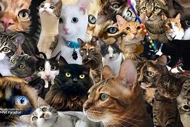 Image result for Zoom Cat Backgrounds
