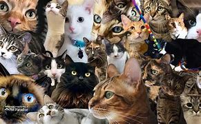 Image result for Funny Cat Zoom Backgrounds