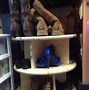 Image result for Lazy Suzy Shoe Rack