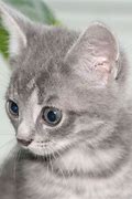 Image result for Gray Kittens