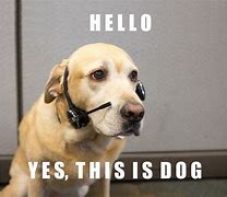 Image result for Hello This Is Cow Phone Meme Dog