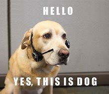 Image result for Dog Answering Phone Meme