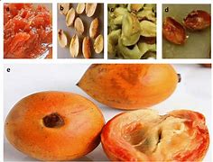 Image result for Apple Fruit Parts