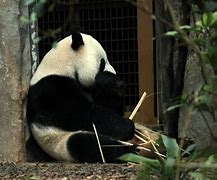 Image result for Panda Dying