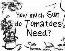 Image result for Tomato Grow