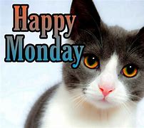 Image result for Happy Monday Black Cat